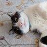 🐈ラッキー profil fotoğrafı