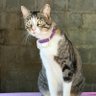 Gato Miu 的头像