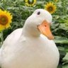Profilbild von Dilodoksoang