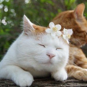 |||• 君のもみじ 🍁🦁🌻💚☀️🌸's profile picture