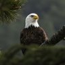 Profilbild von L’AIGLE DU 𝐂𝐎𝐍GO 🇨🇩