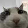 Profilbild von Suffering George