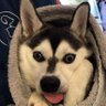 Pup Bluestripe 的头像