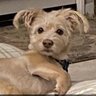 AuntieRobin profil fotoğrafı