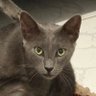 Jindo's profile picture