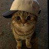 Profilbild von cicocoo