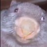 FatDumbBobr's profile picture