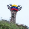 Фото профиля 🦌🇻🇪