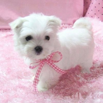 ^-⩊-^'s profile picture