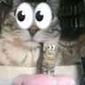 Profilbild von Vaticats