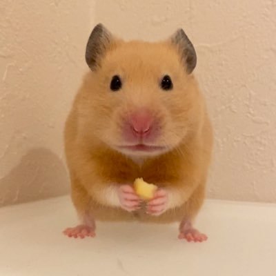 うまハム🐴🐹's profile picture