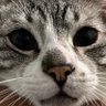 Profilbild von H̷e̶n̸r̷i̶q̸u̷e̶s̸