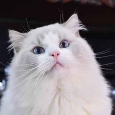 Mudso's profile picture