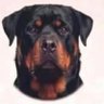 Rotweiler's profile picture