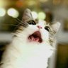 운동냥이 的头像