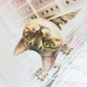 りんちゃん profil fotoğrafı