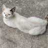 Um gato profil fotoğrafı