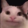 ニャニャニャニャ's profile picture
