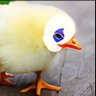 ySyck 的头像