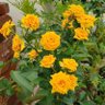 Фото профиля دام عزك ياوطني🇸🇦💚🤍💐