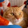 Profilbild von れごです🐾