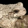 Frog Enjoyer's profile picture