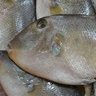 Ikan ayam ayam 的头像