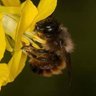 Profilbild von 1 Mason Bee