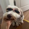 mamma mia profil fotoğrafı