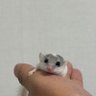リスのいる暮らし 的头像