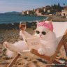 Le Chat Français profil fotoğrafı