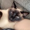 Фото профиля lele😾