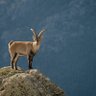 Goatbeardz profil fotoğrafı