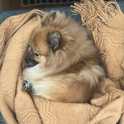 i am meme's profile picture