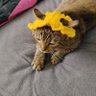 Roland ... Nem bonyolítom túl a nevet :D profil fotoğrafı
