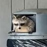 Humble Raccoon Mage 100%?!'s profile picture