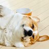 むぎ 的头像