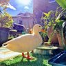 Jamison 🦆 的头像