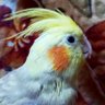 عصوم's profile picture