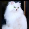 Fluffy White Cat 的头像