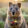 Quokka_Pick's profile picture