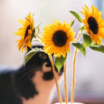 🌻Secret 🐈⬛ 𖾕𖾝꙼ᩚ𛲕𖾟's profile picture