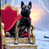 🇺🇸Based Cane🇺🇸's profile picture