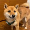 Фото профиля きなこ揚げパン