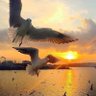 نصر اليافعي profil fotoğrafı