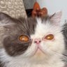 Profilbild von Pishi