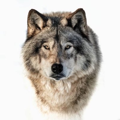 Wolf_f_x's profile picture