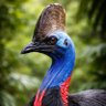 Cassowary's profile picture