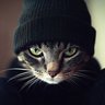 Cats Are Jerks 的头像