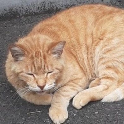 aki666kuma's profile picture